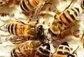 Group of bees working together